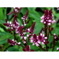 Spyd-Jernurt 'Pink Spires' Verbena Hastata 'Pink Spires' 1 Liter Potte