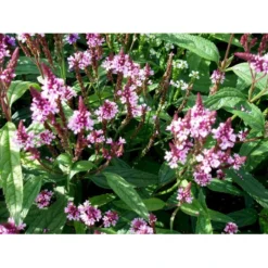 Spyd-Jernurt 'Pink Spires' Verbena Hastata 'Pink Spires' 1 Liter Potte -Tilbud Lys Haven Butik mi3257 verbena hastata pink spires fc56