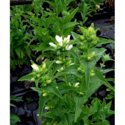 Nøgleklokke 'Schneekrone' Campanula Glomerata 'Schneekrone' 1 Liter Potte