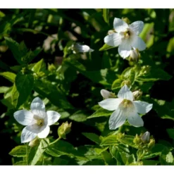 Mælkeklokke 'White Pouffe' Campanula Lactiflora 'White Pouffe' 1 Liter Potte