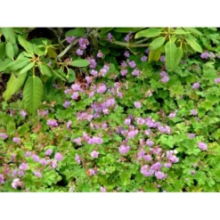 Engelsk Storkenæb 'Karmina' Geranium Cantabrigiense 'Karmina' 10 Cm. Potte -Tilbud Lys Haven Butik mi3271 geranium cantabrigiense karmina 2b78