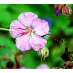 Engelsk Storkenæb 'Karmina' Geranium Cantabrigiense 'Karmina' 10 Cm. Potte -Tilbud Lys Haven Butik mi3271 geranium cantabrigiense karmina 6e07