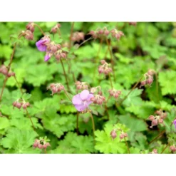 Engelsk Storkenæb 'Karmina' Geranium Cantabrigiense 'Karmina' 10 Cm. Potte -Tilbud Lys Haven Butik mi3271 geranium cantabrigiense karmina 7ecf