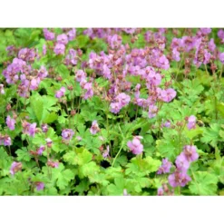Engelsk Storkenæb 'Karmina' Geranium Cantabrigiense 'Karmina' 10 Cm. Potte -Tilbud Lys Haven Butik mi3271 geranium cantabrigiense karmina aeed