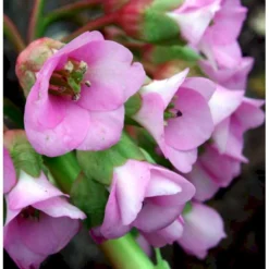 Kæmpestenbræk 'Baby Doll' Bergenia Cordifolia 'Baby Doll' 1 Liter Potte -Tilbud Lys Haven Butik mi327 bergenia baby doll 3820