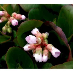 Kæmpestenbræk 'Baby Doll' Bergenia Cordifolia 'Baby Doll' 1 Liter Potte -Tilbud Lys Haven Butik mi327 bergenia baby doll 8194