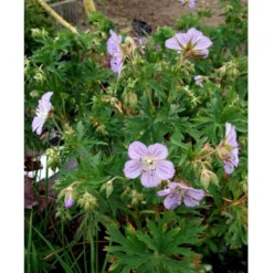 Eng-Storkenæb 'Mrs Kendall Clark' Geranium Pratense 'Mrs Kendall Clark' 1 Liter Potte -Tilbud Lys Haven Butik mi3289 geranium pratense mrs kendall clark c215