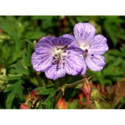 Eng-Storkenæb 'Mrs Kendall Clark' Geranium Pratense 'Mrs Kendall Clark' 1 Liter Potte -Tilbud Lys Haven Butik mi3289 geranium pratense mrs kendall clark f6df