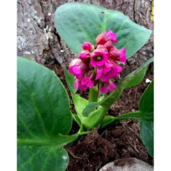 Kæmpestenbræk 'Rotblum' Bergenia Cordifolia 'Rotblum' 1 Liter Potte 9 Kæmpestenbræk 'Rotblum' Bergenia Cordifolia 'Rotblum' 1 Liter Potte -Tilbud Lys Haven Butik mi328 bergenia cordifolia rotblum 9ad7