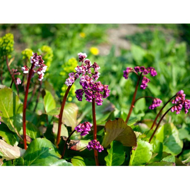 Kæmpestenbræk 'Rotblum' Bergenia Cordifolia 'Rotblum' 1 Liter Potte 1 Kæmpestenbræk 'Rotblum' Bergenia Cordifolia 'Rotblum' 1 Liter Potte