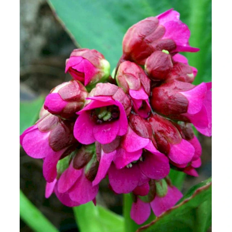 Kæmpestenbræk 'Rotblum' Bergenia Cordifolia 'Rotblum' 1 Liter Potte 5 Kæmpestenbræk 'Rotblum' Bergenia Cordifolia 'Rotblum' 1 Liter Potte - Billede 5