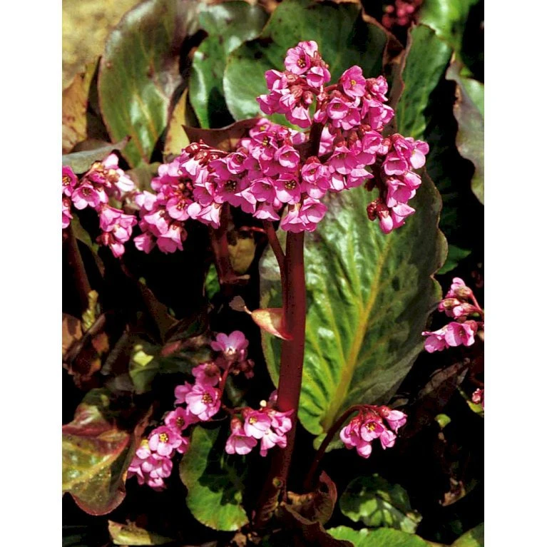Kæmpestenbræk 'Rotblum' Bergenia Cordifolia 'Rotblum' 1 Liter Potte 6 Kæmpestenbræk 'Rotblum' Bergenia Cordifolia 'Rotblum' 1 Liter Potte - Billede 6