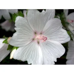 Moskus-Katost 'Alba' Malva Moschata 'Alba' 1 Liter Potte -Tilbud Lys Haven Butik mi3301 malva moschata alba 4b03