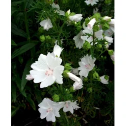 Moskus-Katost 'Alba' Malva Moschata 'Alba' 1 Liter Potte -Tilbud Lys Haven Butik mi3301 malva moschata alba 91f1