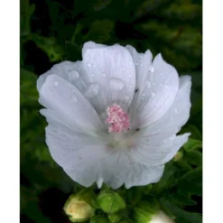 Moskus-Katost 'Alba' Malva Moschata 'Alba' 1 Liter Potte -Tilbud Lys Haven Butik mi3301 malva moschata alba a8df
