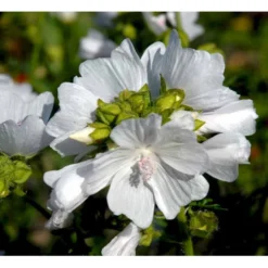 Moskus-Katost 'Alba' Malva Moschata 'Alba' 1 Liter Potte -Tilbud Lys Haven Butik mi3301 malva moschata alba fcea