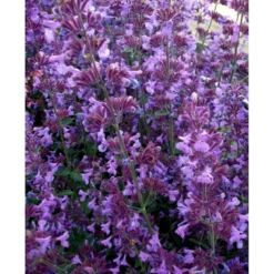 Blåkant 'Walker's Low' Nepeta Faassenii 'Walker's Low' 1 Liter Potte -Tilbud Lys Haven Butik mi3305 nepeta walker s low 2ee1