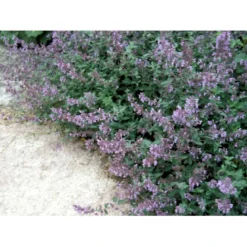 Blåkant 'Walker's Low' Nepeta Faassenii 'Walker's Low' 1 Liter Potte -Tilbud Lys Haven Butik mi3305 nepeta walker s low ab80