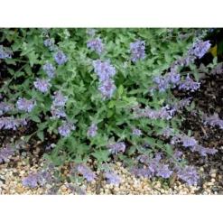 Blåkant 'Walker's Low' Nepeta Faassenii 'Walker's Low' 1 Liter Potte -Tilbud Lys Haven Butik mi3305 nepeta walker s low b56a