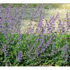 Blåkant 'Walker's Low' Nepeta Faassenii 'Walker's Low' 1 Liter Potte -Tilbud Lys Haven Butik mi3305 nepeta walker s low ba6b
