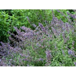 Blåkant 'Walker's Low' Nepeta Faassenii 'Walker's Low' 1 Liter Potte -Tilbud Lys Haven Butik mi3305 nepeta walker s low d57d