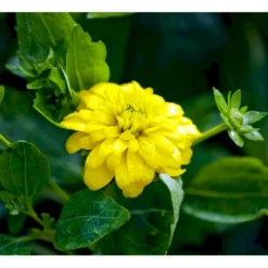 Solhat 'Goldquelle' Rudbeckia Laciniata 'Goldquelle' 1 Liter Potte -Tilbud Lys Haven Butik mi3306 rudbeckia laciniata goldquelle 04cd