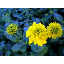 Solhat 'Goldquelle' Rudbeckia Laciniata 'Goldquelle' 1 Liter Potte -Tilbud Lys Haven Butik mi3306 rudbeckia laciniata goldquelle 3229