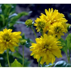 Solhat 'Goldquelle' Rudbeckia Laciniata 'Goldquelle' 1 Liter Potte -Tilbud Lys Haven Butik mi3306 rudbeckia laciniata goldquelle c4d0