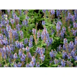Staude-Salvie 'Blauhügel' Salvia Nemorosa 'Blauhügel' 1 Liter Potte 12 Staude-Salvie 'Blauhügel' Salvia Nemorosa 'Blauhügel' 1 Liter Potte -Tilbud Lys Haven Butik mi3307 salvia nemorosa blauhuegel 3dce