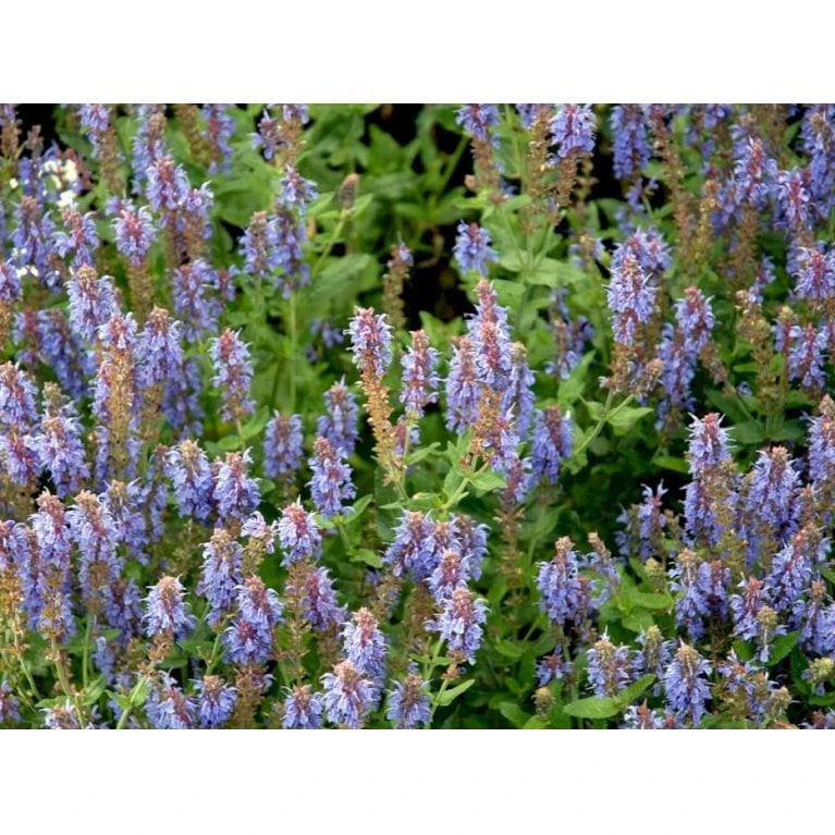 Staude-Salvie 'Blauhügel' Salvia Nemorosa 'Blauhügel' 1 Liter Potte 6 Staude-Salvie 'Blauhügel' Salvia Nemorosa 'Blauhügel' 1 Liter Potte - Billede 6