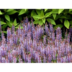 Staude-Salvie 'Blauhügel' Salvia Nemorosa 'Blauhügel' 1 Liter Potte 13 Staude-Salvie 'Blauhügel' Salvia Nemorosa 'Blauhügel' 1 Liter Potte -Tilbud Lys Haven Butik mi3307 salvia nemorosa blauhuegel a6e5