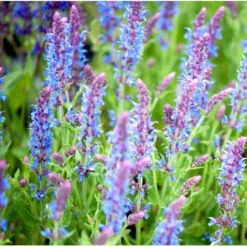 Staude-Salvie 'Blauhügel' Salvia Nemorosa 'Blauhügel' 1 Liter Potte 10 Staude-Salvie 'Blauhügel' Salvia Nemorosa 'Blauhügel' 1 Liter Potte -Tilbud Lys Haven Butik mi3307 salvia nemorosa blauhuegel a8d3