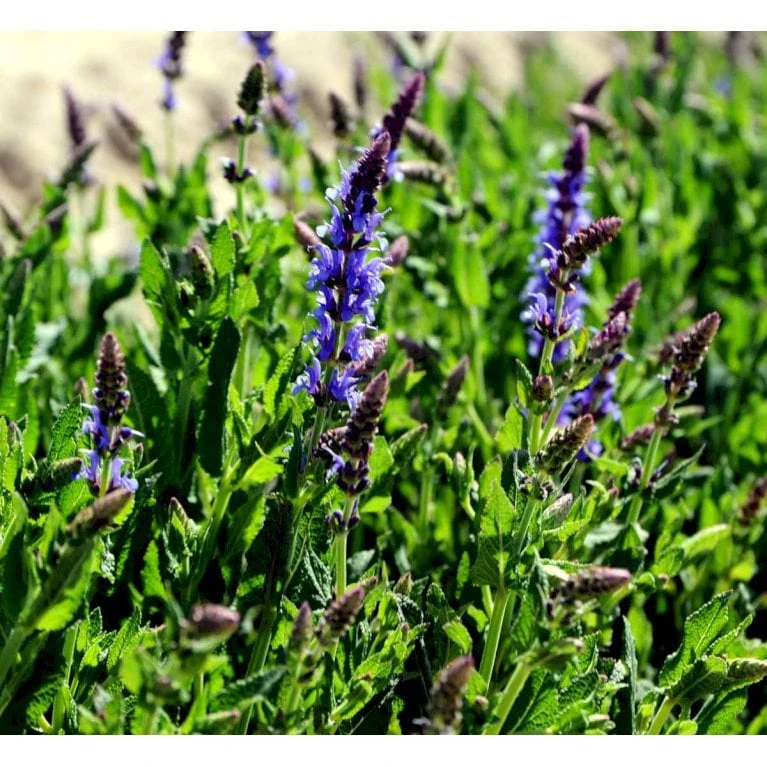 Staude-Salvie 'Blauhügel' Salvia Nemorosa 'Blauhügel' 1 Liter Potte 5 Staude-Salvie 'Blauhügel' Salvia Nemorosa 'Blauhügel' 1 Liter Potte - Billede 5