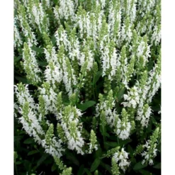 Staude-Salvie 'Schneehügel' Salvia Nemorosa 'Schneehügel' 1 Liter Potte 8 Staude-Salvie 'Schneehügel' Salvia Nemorosa 'Schneehügel' 1 Liter Potte -Tilbud Lys Haven Butik mi3309 salvia nemorosa schneehuegel 2309