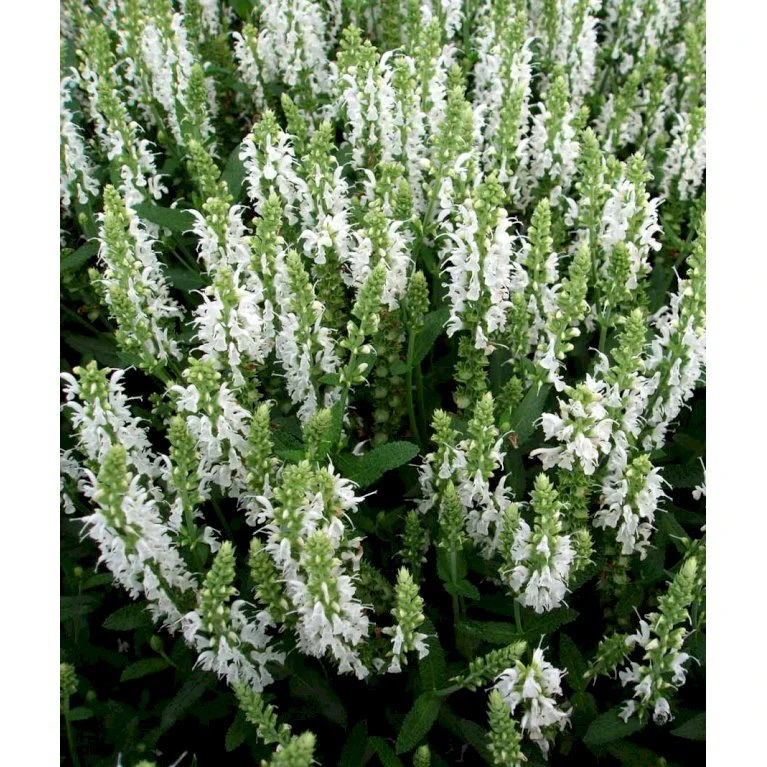 Staude-Salvie 'Schneehügel' Salvia Nemorosa 'Schneehügel' 1 Liter Potte 4 Staude-Salvie 'Schneehügel' Salvia Nemorosa 'Schneehügel' 1 Liter Potte - Billede 4