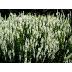 Staude-Salvie 'Schneehügel' Salvia Nemorosa 'Schneehügel' 1 Liter Potte 9 Staude-Salvie 'Schneehügel' Salvia Nemorosa 'Schneehügel' 1 Liter Potte -Tilbud Lys Haven Butik mi3309 salvia nemorosa schneehuegel 6e05