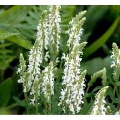 Staude-Salvie 'Schneehügel' Salvia Nemorosa 'Schneehügel' 1 Liter Potte 7 Staude-Salvie 'Schneehügel' Salvia Nemorosa 'Schneehügel' 1 Liter Potte -Tilbud Lys Haven Butik mi3309 salvia nemorosa schneehuegel fc65