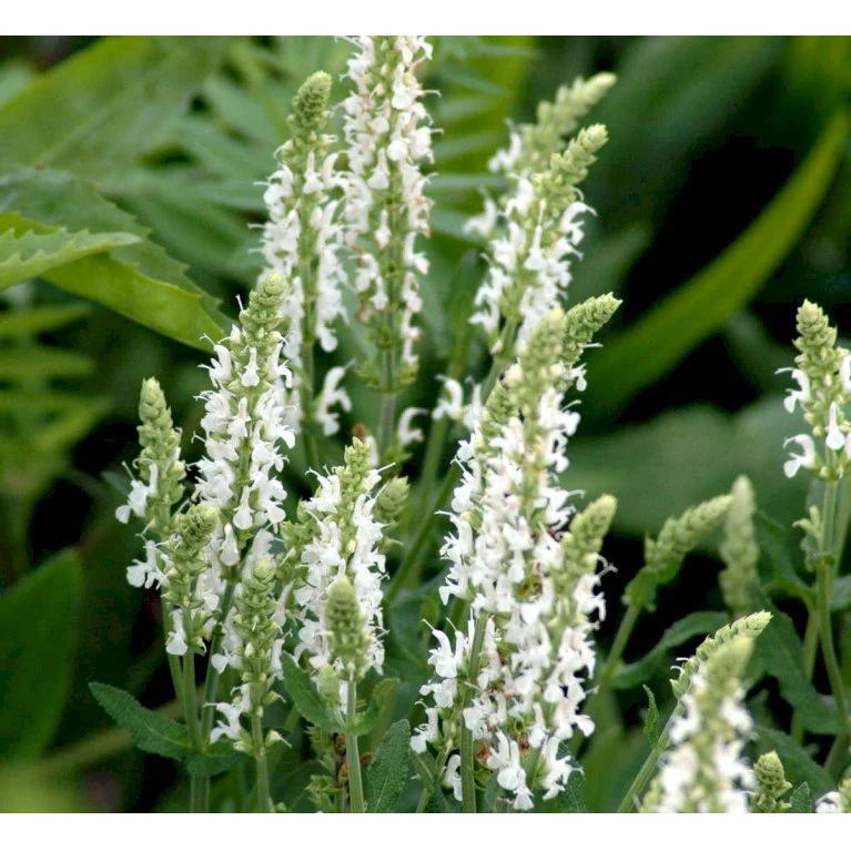 Staude-Salvie 'Schneehügel' Salvia Nemorosa 'Schneehügel' 1 Liter Potte 3 Staude-Salvie 'Schneehügel' Salvia Nemorosa 'Schneehügel' 1 Liter Potte - Billede 3