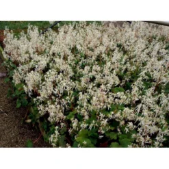 Høststenbræk Saxifraga Cortusifolia Var. Fortunei 1 Liter Potte -Tilbud Lys Haven Butik mi3317 saxifraga cortusifolia var fortunei 2e22