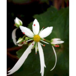 Høststenbræk Saxifraga Cortusifolia Var. Fortunei 1 Liter Potte