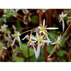Høststenbræk Saxifraga Cortusifolia Var. Fortunei 1 Liter Potte -Tilbud Lys Haven Butik mi3317 saxifraga cortusifolia var fortunei 62cc