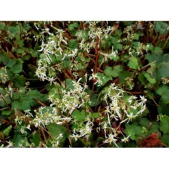 Høststenbræk Saxifraga Cortusifolia Var. Fortunei 1 Liter Potte -Tilbud Lys Haven Butik mi3317 saxifraga cortusifolia var fortunei 765e