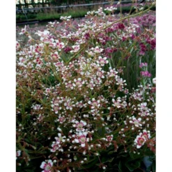 Bjergfrue 'Southside Seedling' Saxifraga Cotyledon 'Southside Seedling' 10 Cm. Potte