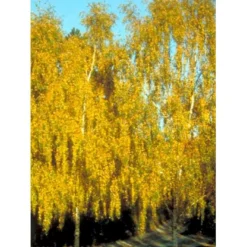 Vortebirk Betula Pendula Heister 175-200 Cm. Med Potte -Tilbud Lys Haven Butik mi331 betula pendula 4ec5