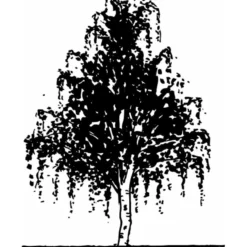 Vortebirk Betula Pendula Heister 175-200 Cm. Med Potte -Tilbud Lys Haven Butik mi331 betula pendula b86b