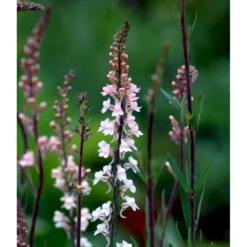 Torskemund 'Canon J. Went' Linaria Purpurea 'Canon J. Went' 1 Liter Potte