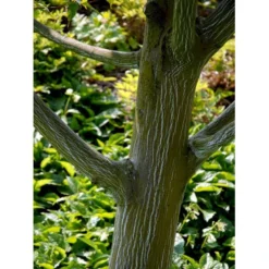 Stribet Løn Acer Pensylvanicum Solitær Busk 150-200 Cm. - Med Klump -Tilbud Lys Haven Butik mi3406 acer pensylvanicum 854b