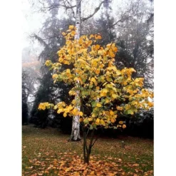 Stribet Løn Acer Pensylvanicum Solitær Busk 150-200 Cm. - Med Klump -Tilbud Lys Haven Butik mi3406 acer pensylvanicum a125