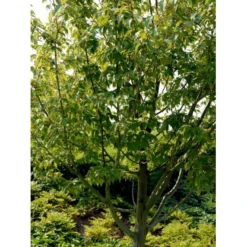 Stribet Løn Acer Pensylvanicum Solitær Busk 150-200 Cm. - Med Klump