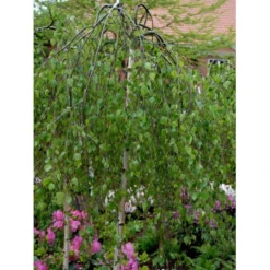 Sørgebirk Betula Pendula 'Youngii' Heister 175-200 Cm. Med Potte -Tilbud Lys Haven Butik mi340 betula pendula youngii 823d